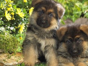 Preview wallpaper puppies, couple, dogs, grass, fur