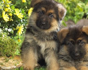 Preview wallpaper puppies, couple, dogs, grass, fur