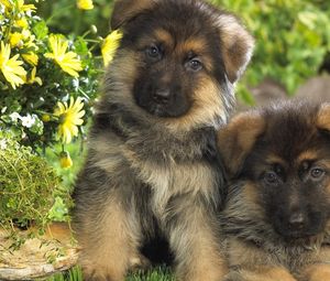 Preview wallpaper puppies, couple, dogs, grass, fur