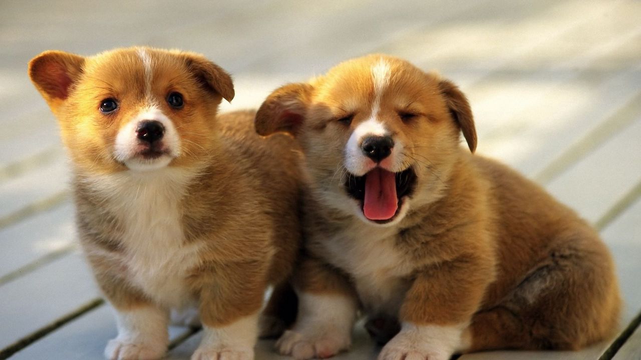 Wallpaper puppies, couple, gaping, muzzle, sitting