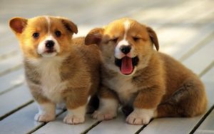 Preview wallpaper puppies, couple, gaping, muzzle, sitting
