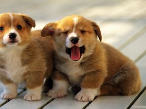 Preview wallpaper puppies, couple, gaping, muzzle, sitting