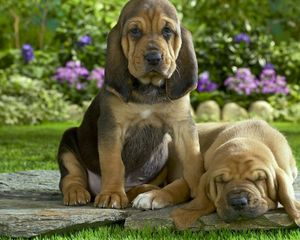 Preview wallpaper puppies, couple, grass, flowers, rest, sleep