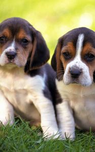 Preview wallpaper puppies, couple, grass