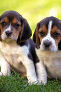 Preview wallpaper puppies, couple, grass