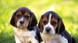 Preview wallpaper puppies, couple, grass