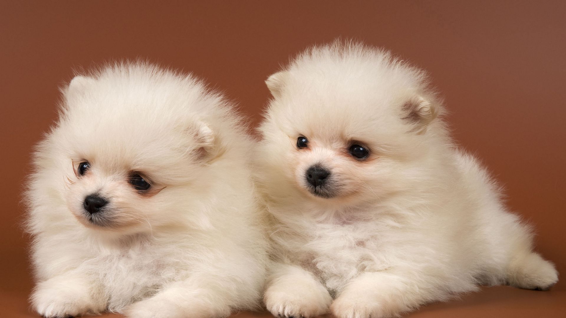 Download wallpaper 1920x1080 puppies, couple, kids full hd, hdtv, fhd