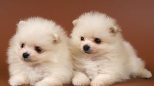 Preview wallpaper puppies, couple, kids