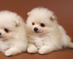 Preview wallpaper puppies, couple, kids