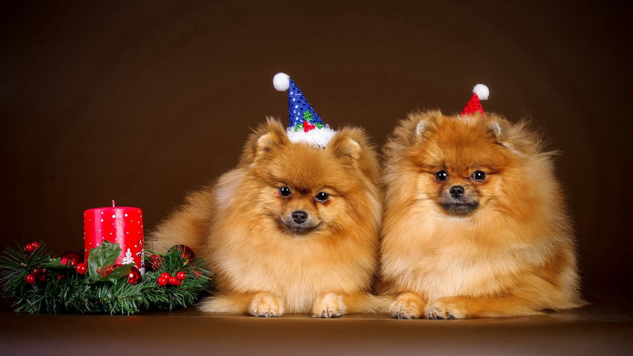 Wallpaper puppies, couple, new year, outfit, christmas