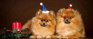Preview wallpaper puppies, couple, new year, outfit, christmas
