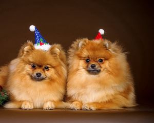 Preview wallpaper puppies, couple, new year, outfit, christmas