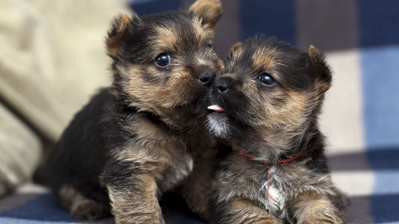 Wallpaper puppies, couple, playful, funny