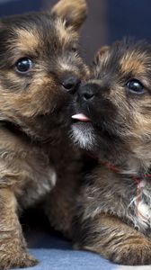 Preview wallpaper puppies, couple, playful, funny
