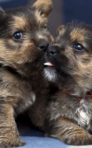 Preview wallpaper puppies, couple, playful, funny