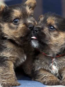 Preview wallpaper puppies, couple, playful, funny