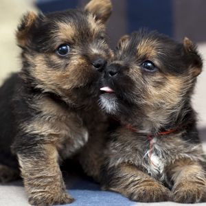 Preview wallpaper puppies, couple, playful, funny