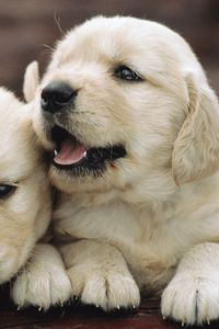 Preview wallpaper puppies, couple, playful, kids