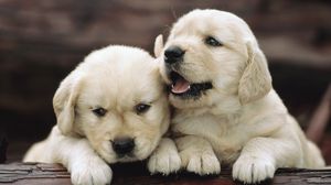 Preview wallpaper puppies, couple, playful, kids