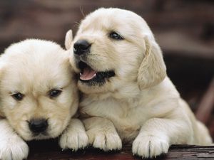 Preview wallpaper puppies, couple, playful, kids