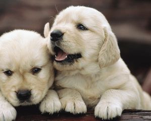 Preview wallpaper puppies, couple, playful, kids