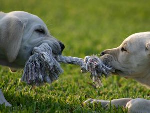 Preview wallpaper puppies, couple, rope, tug