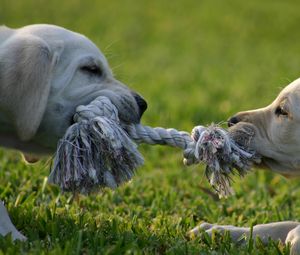 Preview wallpaper puppies, couple, rope, tug