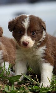 Preview wallpaper puppies, couple, sitting, spotted