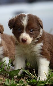 Preview wallpaper puppies, couple, sitting, spotted