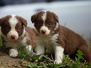 Preview wallpaper puppies, couple, sitting, spotted