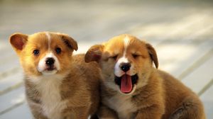 Preview wallpaper puppies, couple, spotted