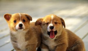 Preview wallpaper puppies, couple, spotted