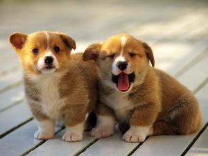 Preview wallpaper puppies, couple, spotted