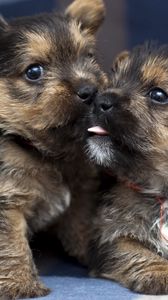 Preview wallpaper puppies, couple, tenderness, dogs