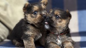 Preview wallpaper puppies, couple, tenderness, dogs