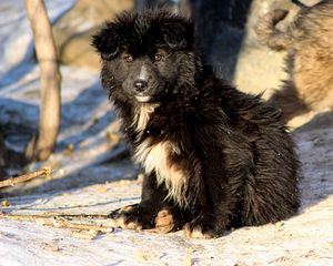 Preview wallpaper puppies, dogs, couple, snow
