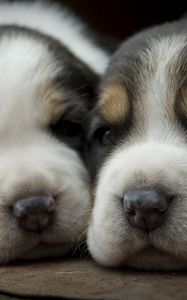 Preview wallpaper puppies, dogs, face, spotted