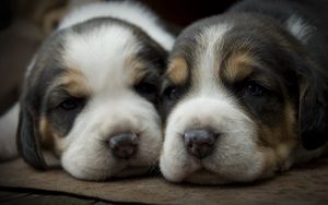 Preview wallpaper puppies, dogs, face, spotted