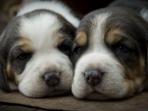 Preview wallpaper puppies, dogs, face, spotted