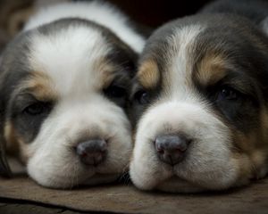 Preview wallpaper puppies, dogs, face, spotted