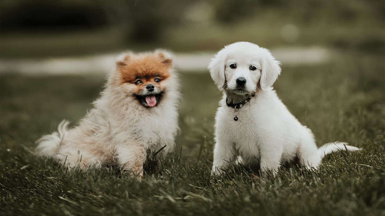 Wallpaper puppies, dogs, friendship