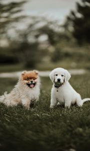 Preview wallpaper puppies, dogs, friendship