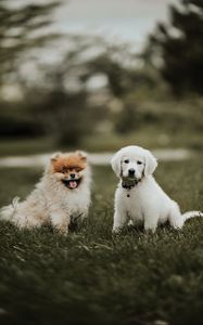 Preview wallpaper puppies, dogs, friendship