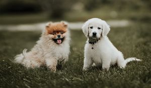 Preview wallpaper puppies, dogs, friendship