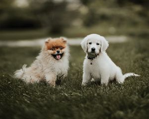 Preview wallpaper puppies, dogs, friendship