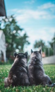 Preview wallpaper puppies, dogs, grass, lawn, animals