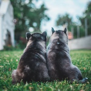 Preview wallpaper puppies, dogs, grass, lawn, animals