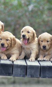 Preview wallpaper puppies, dogs, many