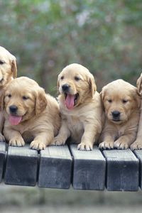 Preview wallpaper puppies, dogs, many