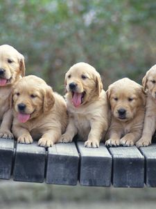 Preview wallpaper puppies, dogs, many